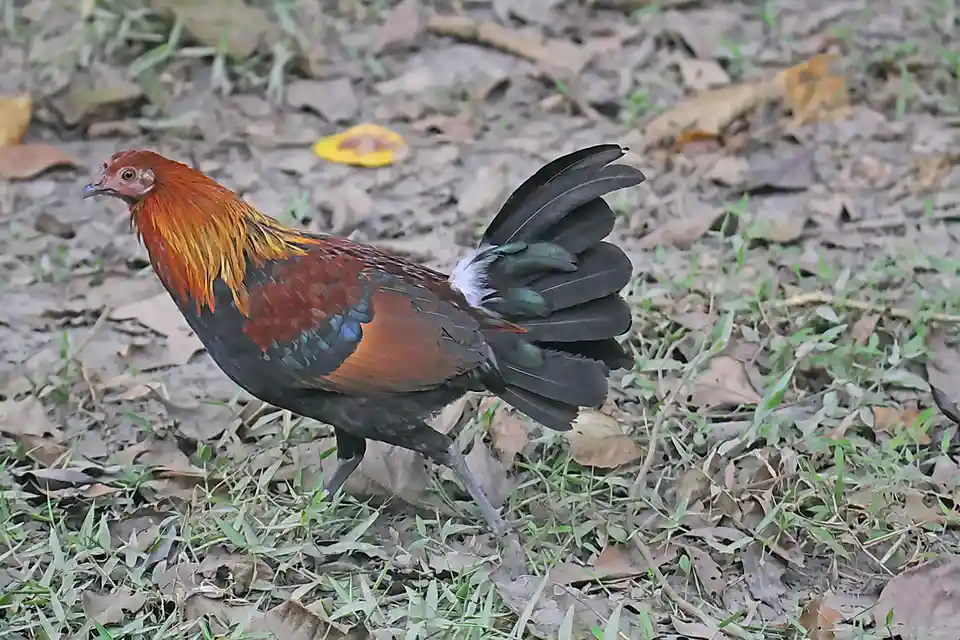 A colorful rooster with red, orange, and black feathers stands on grass and dirt littered with dry leaves. The rooster is…