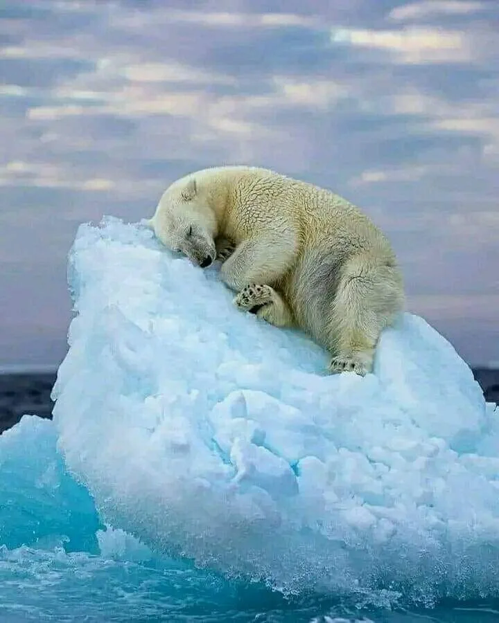 A polar bear is curled up and sleeping soundly on a large, isolated iceberg floating in blue water under a cloudy sky. The…