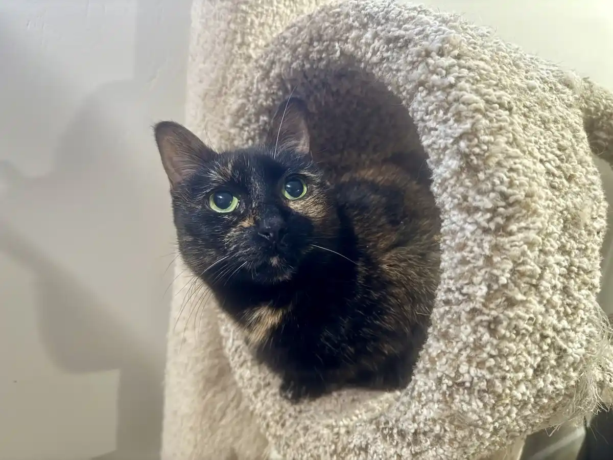 A tortoiseshell cat with striking green eyes peers out from inside a beige, textured cat tree tunnel. The cat's face is…
