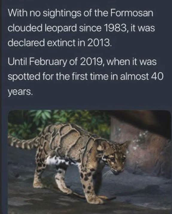 A photograph of a Formosan clouded leopard walking on a rocky surface with green foliage in the background. Overlaid white…