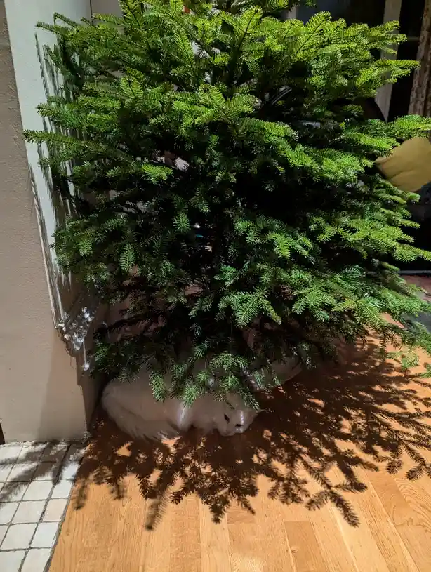A fluffy white cat is curled up and resting on a wooden floor directly underneath a large, green, unadorned Christmas tree…