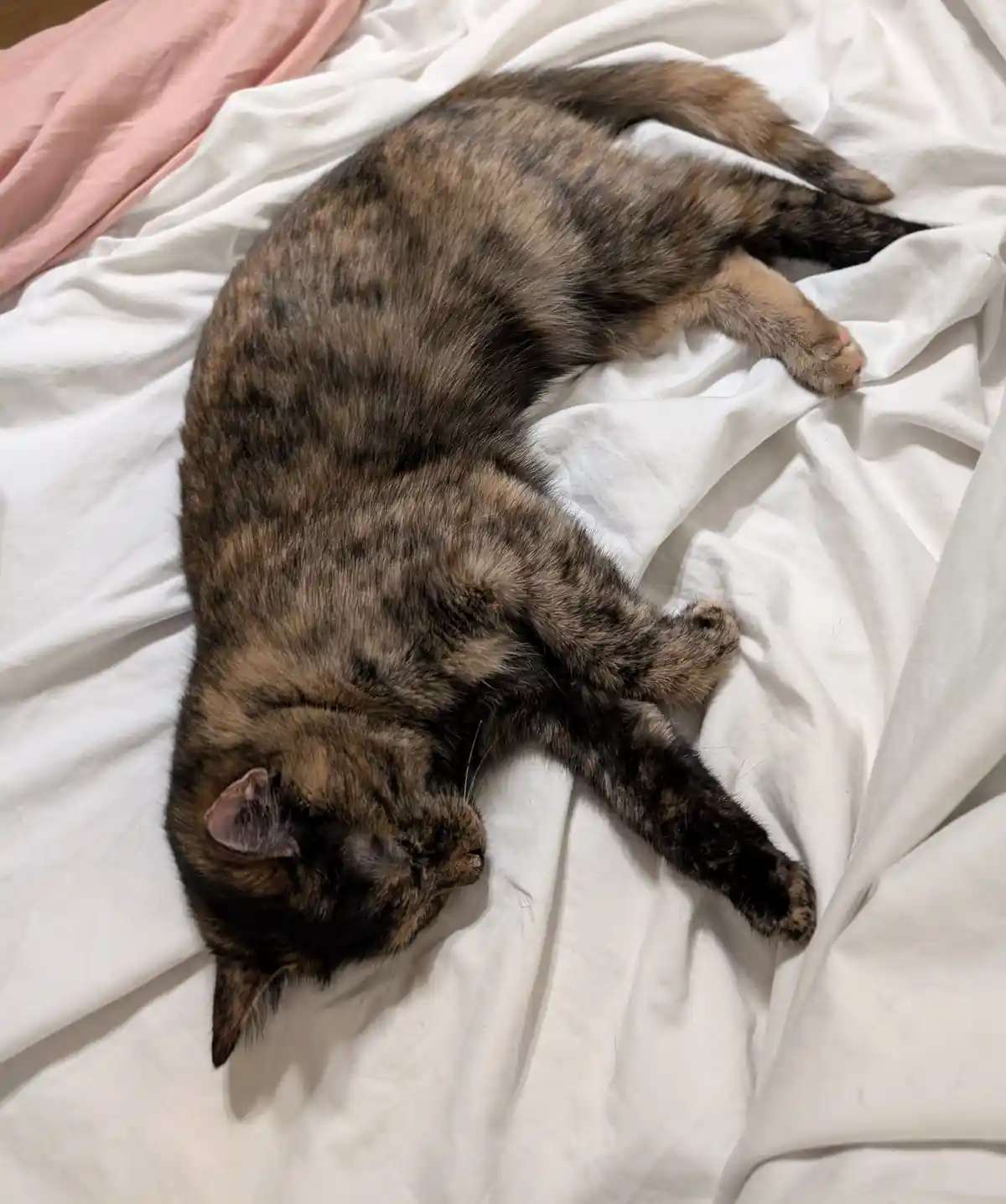 Sleepy baby vibes (Soot)