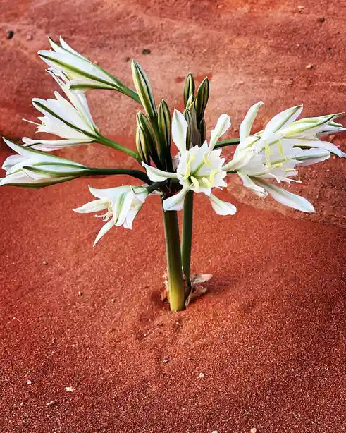 A single white flower with green-striped petals and yellow stamens grows from reddish-brown sand, its stems emerging from a…
