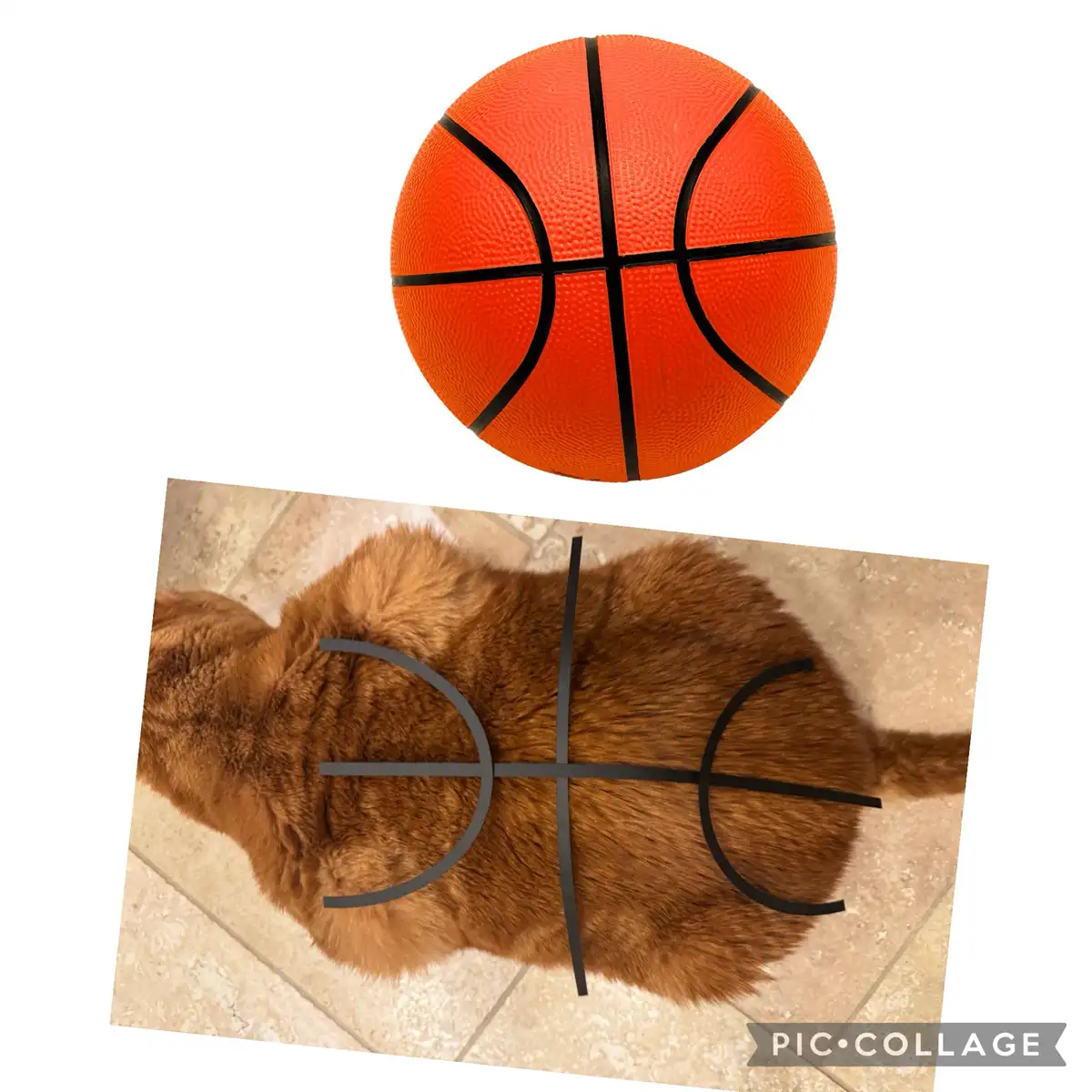 The image displays an orange basketball with black lines against a white background, positioned above a photo of a fluffy…