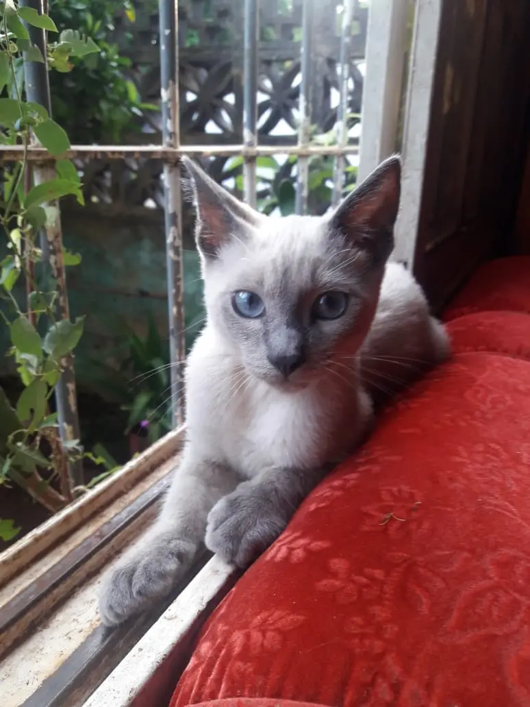 A young, light-colored cat with striking blue eyes and dark points on its ears and face is lounging on a red cushioned…