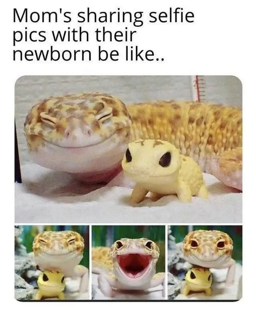 The image shows a large, smiling leopard gecko with its eyes half-closed, positioned next to a tiny, yellow baby gecko…
