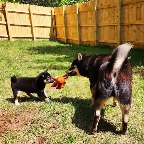 Welcome to the Brotherhood of Sheeb!