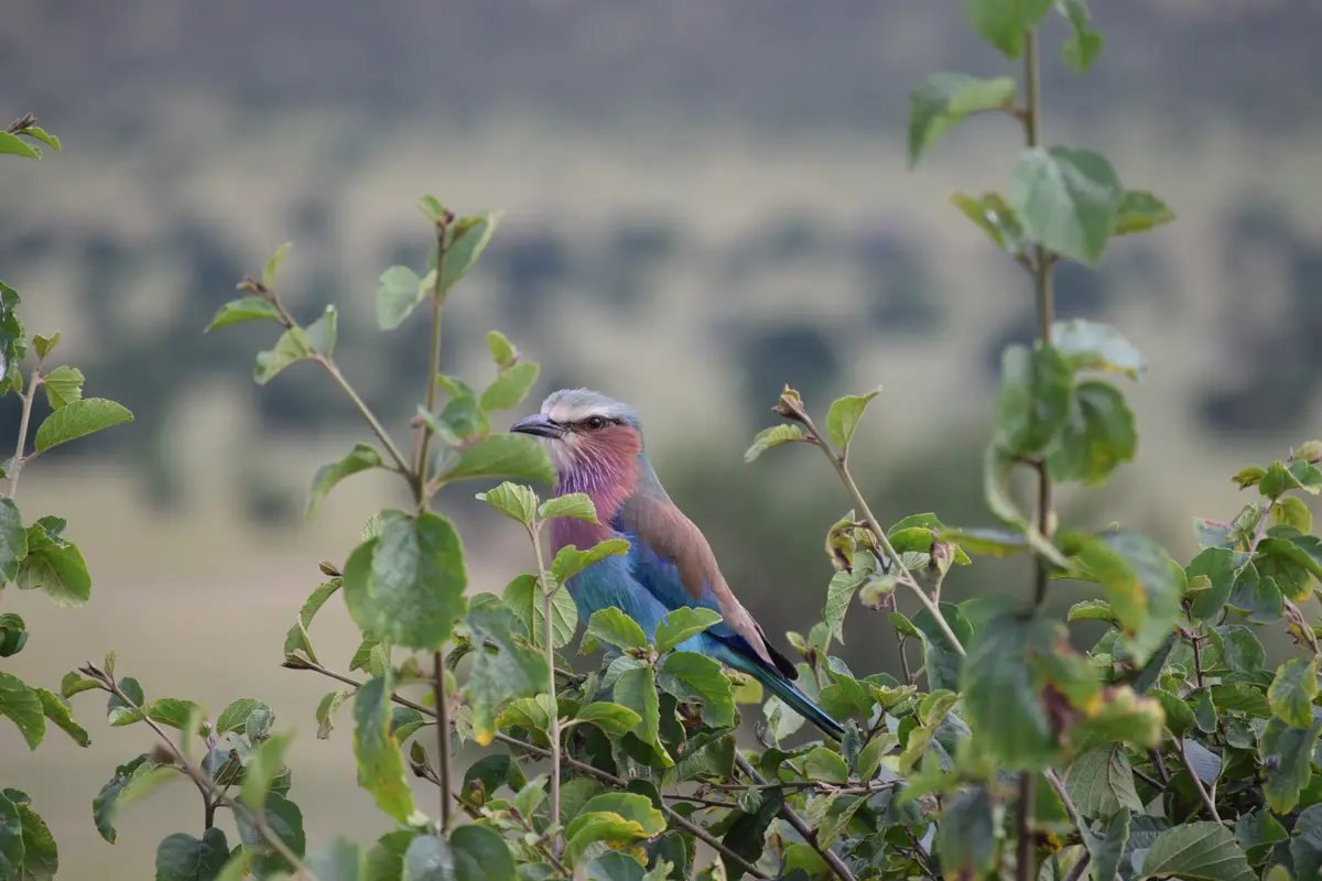 A colorful bird with blue, purple, and brown feathers perches among green leaves, looking directly at the camera with a…
