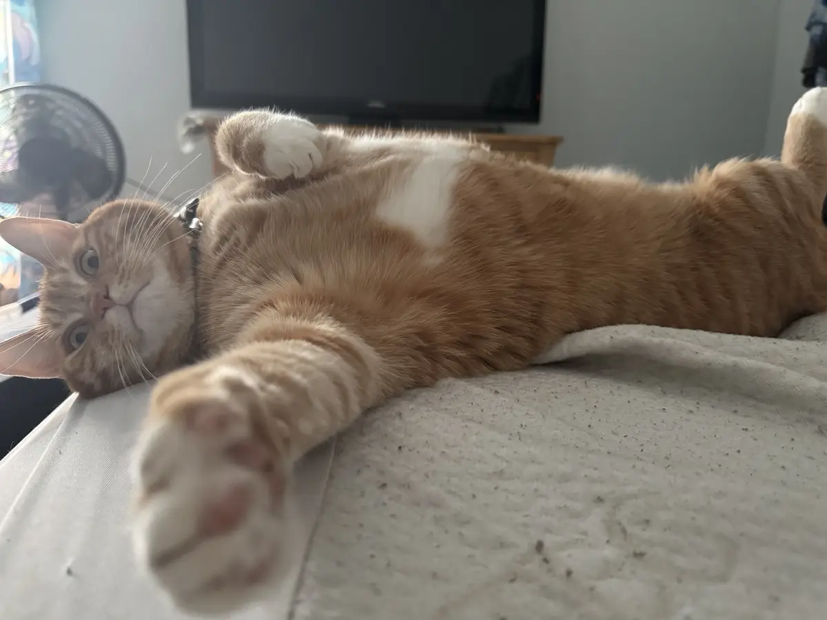 An orange tabby cat with white paws and chest is lying on its back on a light-colored blanket, looking up with wide eyes…