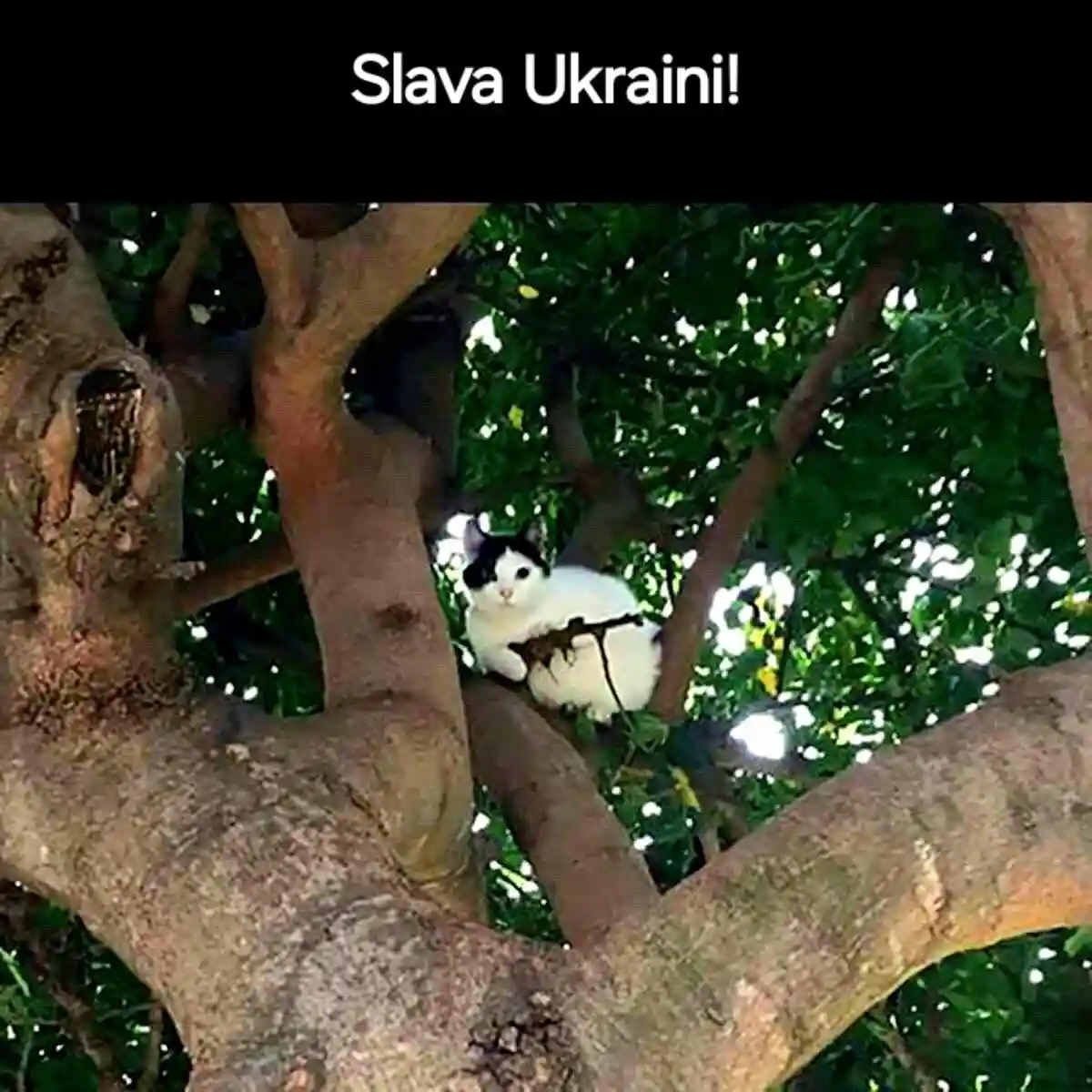 Unveiling Ukraine's Secret Weapon!
