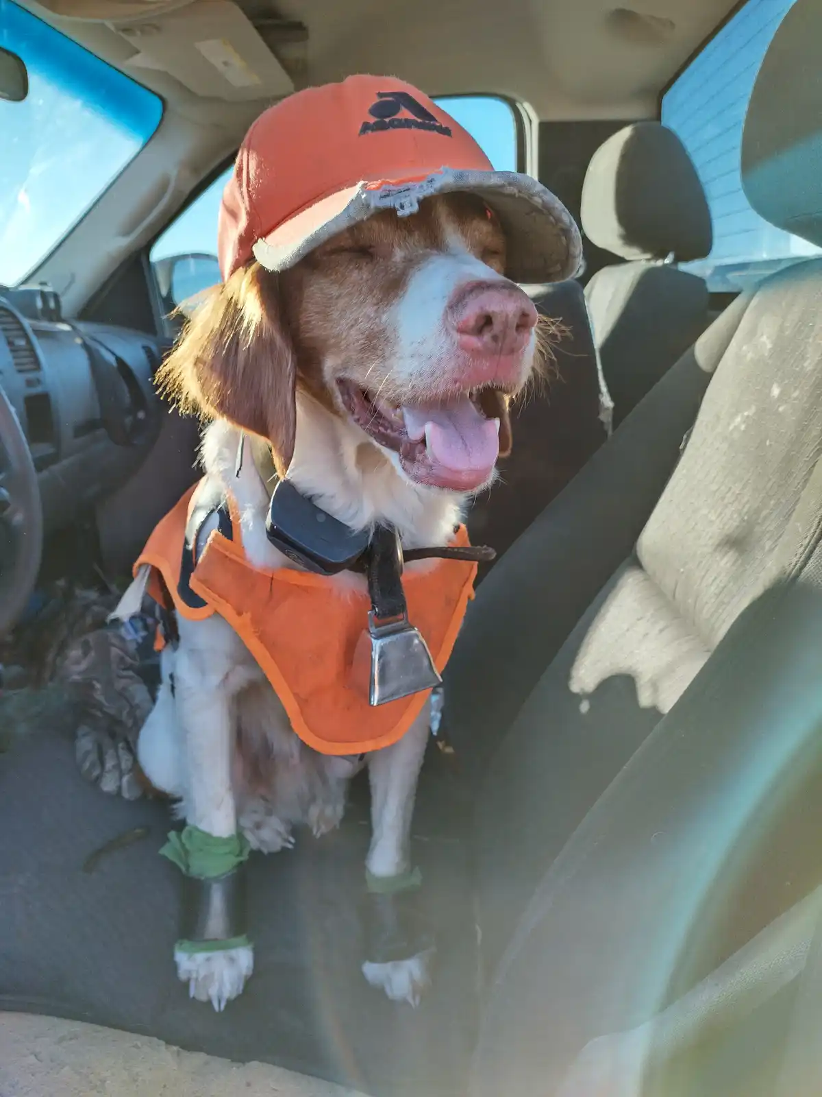 A brown and white dog sits in the passenger seat of a car, wearing an orange hunting cap with a torn brim, an orange vest…