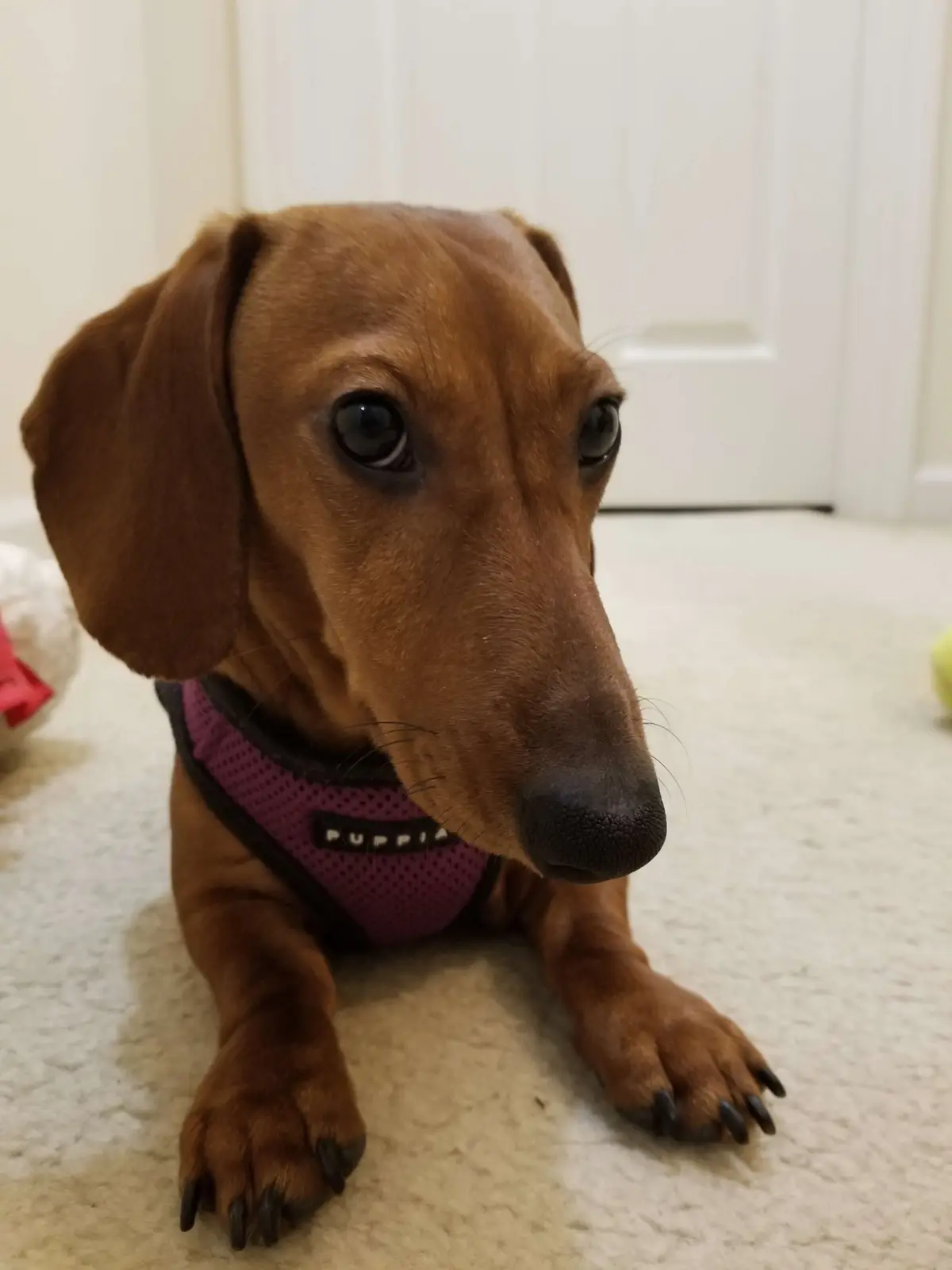 A close-up photo of a brown dachshund lying on a light-colored carpet, wearing a purple and black harness with the brand…