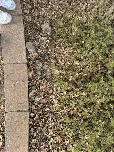 A top-down photo shows a patch of ground covered in dry, brown leaves and small rocks, next to a concrete sidewalk with…