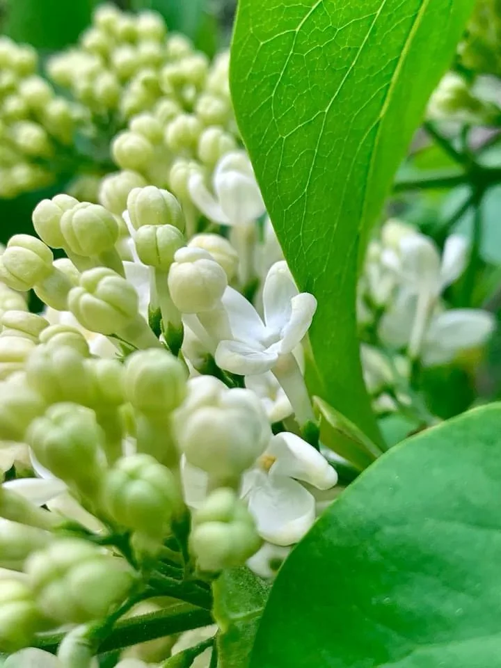 A Blooming Display: The Beauty of Flowers