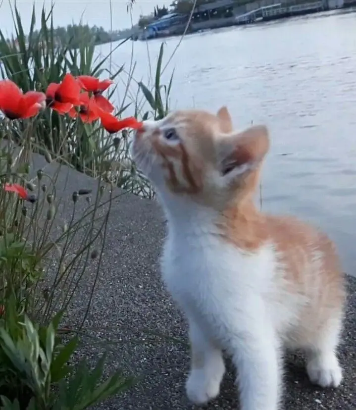 Crying Cat: A Heartfelt Moment