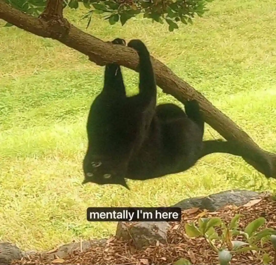 A black cat hangs upside down from a tree branch in a grassy yard, looking directly at the camera with wide eyes. The text…
