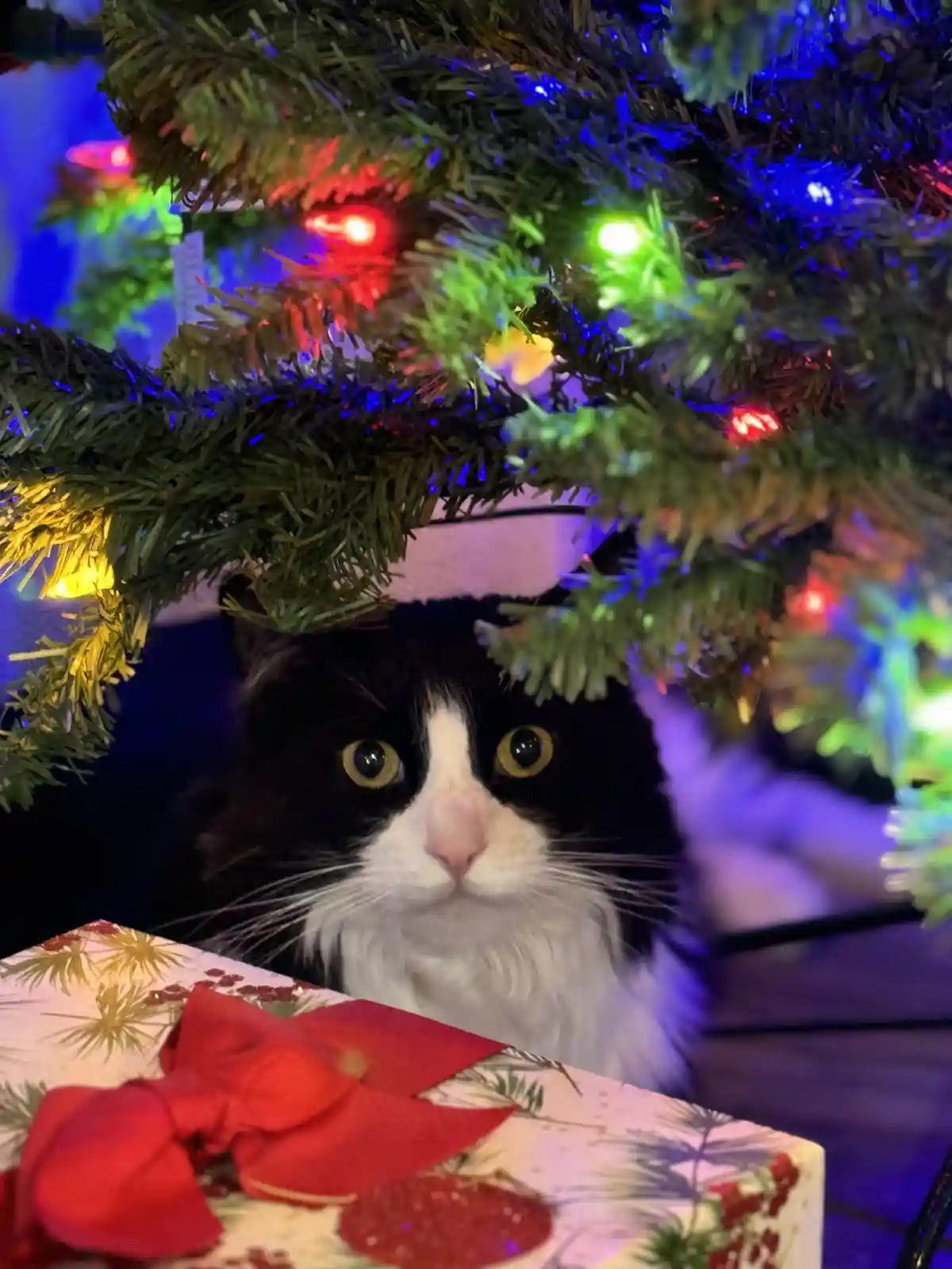 A black and white cat with wide, startled eyes peers out from under a decorated Christmas tree with colorful lights. In the…