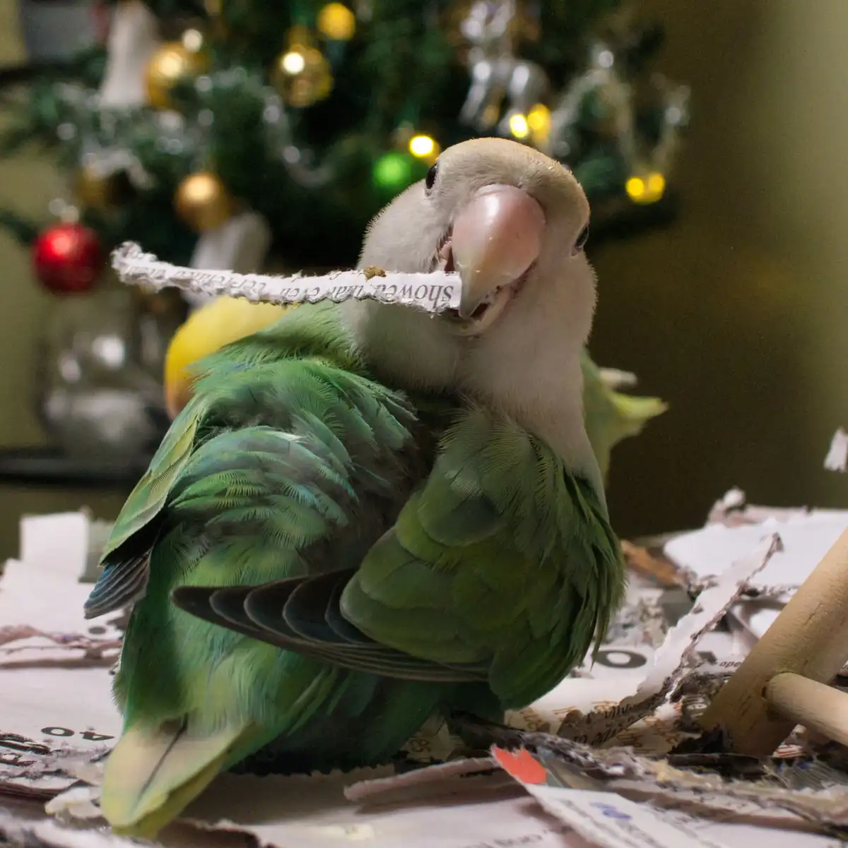 A green and white lovebird is shown chewing on a strip of torn paper, with more shredded paper scattered around it. In the…
