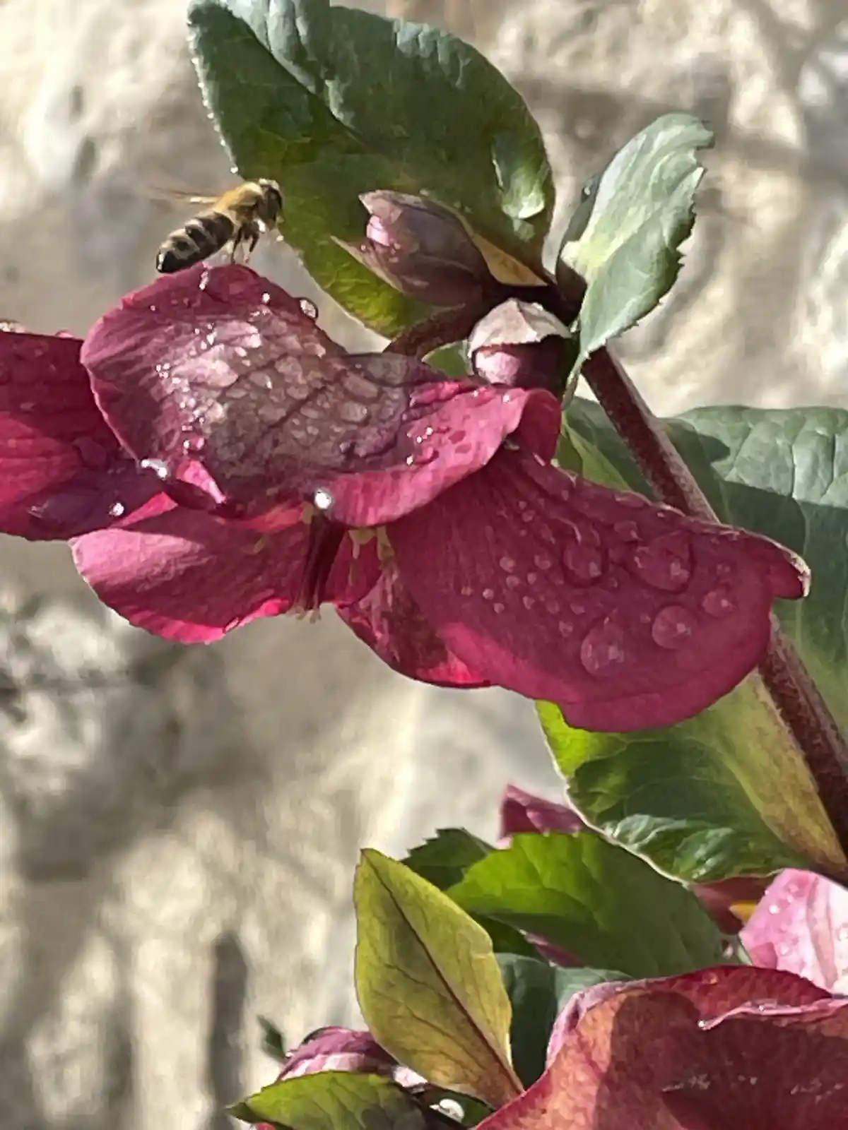A close-up photo shows a bee hovering near a deep pink flower with water droplets on its petals, surrounded by green leaves…