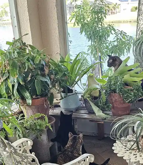 Three cats are positioned around a windowsill filled with numerous potted plants, looking out at a body of water. One cat…