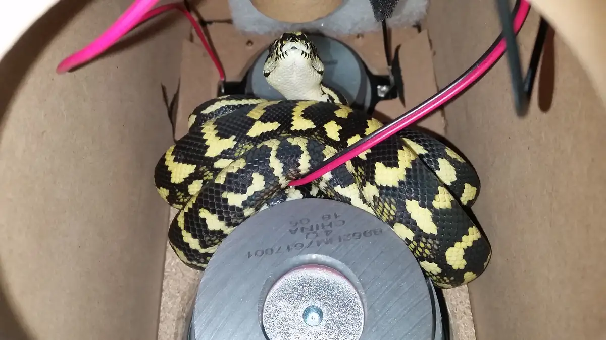 A black and yellow patterned snake is coiled around electronic components inside a cardboard box, with a pink wire crossing…