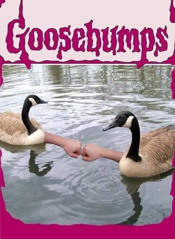 Two canadian geese are floating in water, each with a human arm extending from their bodies to fist bump the other. The…