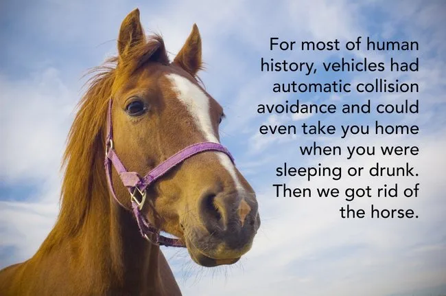 A close-up photo of a brown horse with a white blaze on its face, wearing a purple halter, set against a blue sky with…