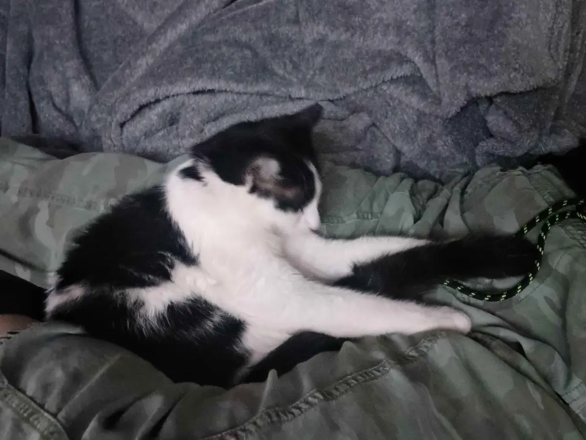 A black and white cat is lying on camouflage-patterned pants, grooming itself by licking its paw. Behind the cat is a grey…