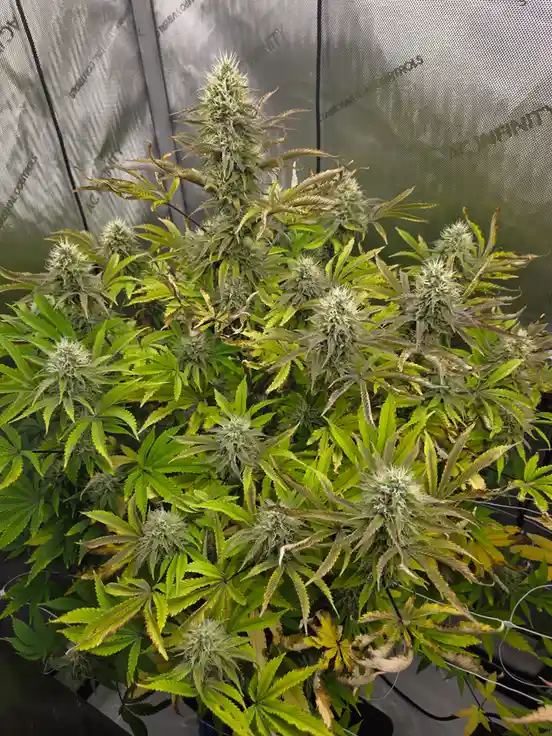 A large, bushy cannabis plant with numerous green leaves and dense, white-tipped buds is shown growing indoors against a…