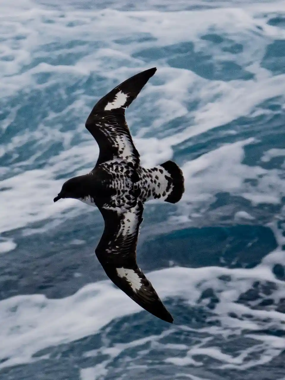 A black-and-white seabird with speckled wings and tail soars above turbulent blue ocean waves with white foam. The image has…