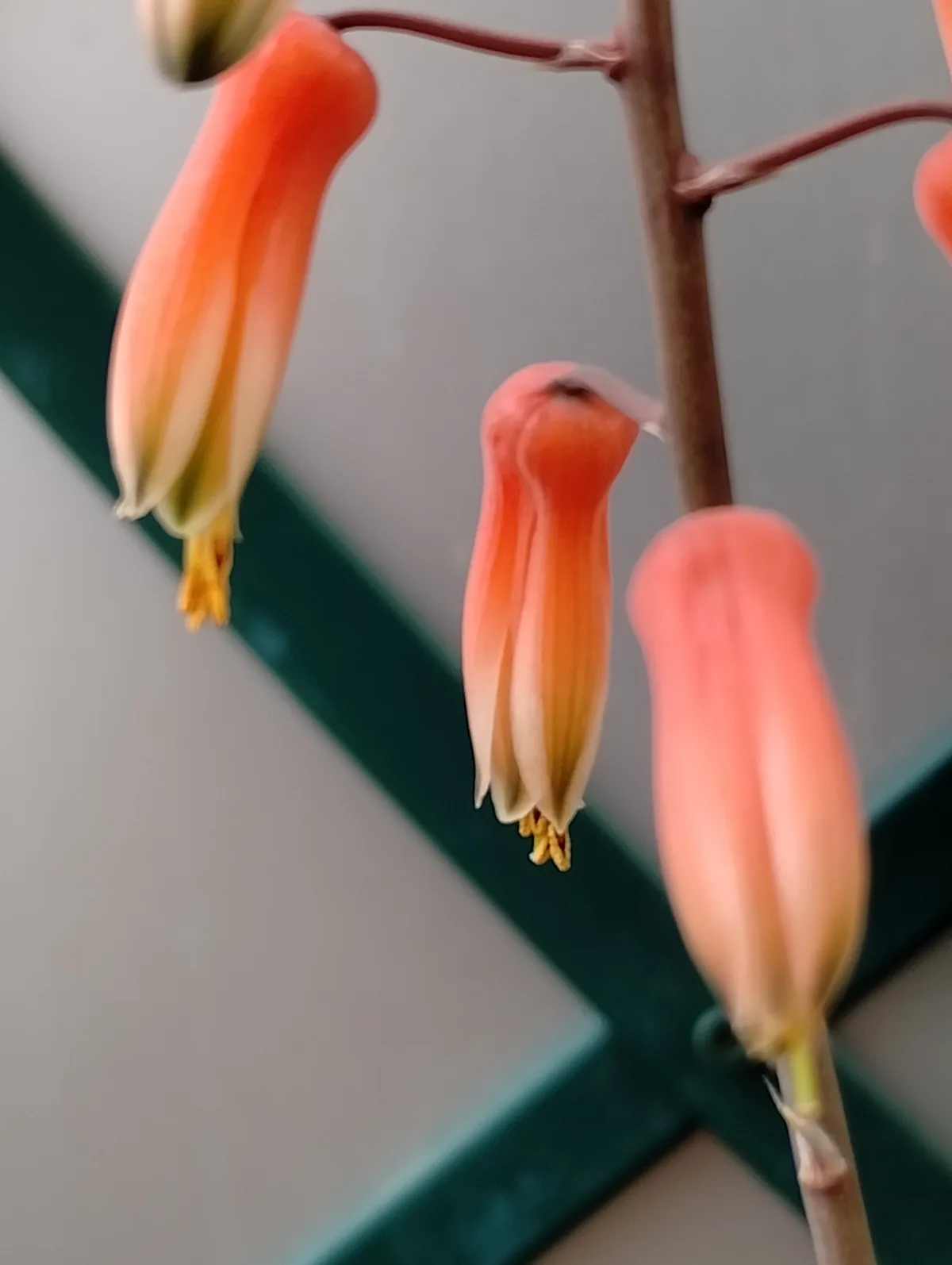 A close-up photo shows several orange, tubular flowers hanging from a stem against a blurred background with green and gray…