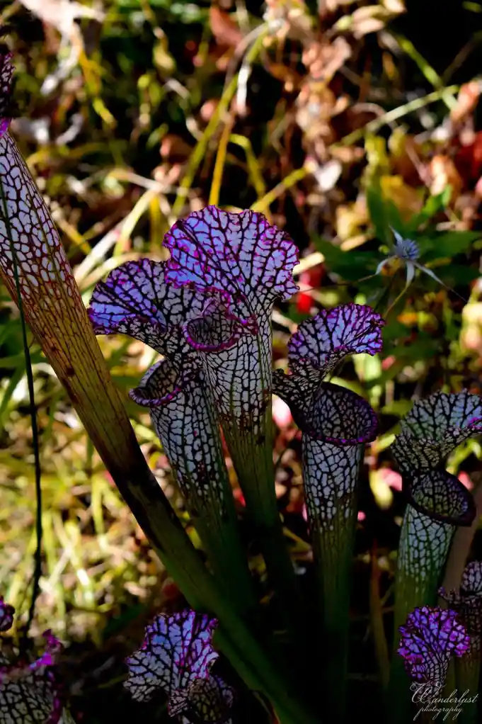 The Wonderful World of Plants