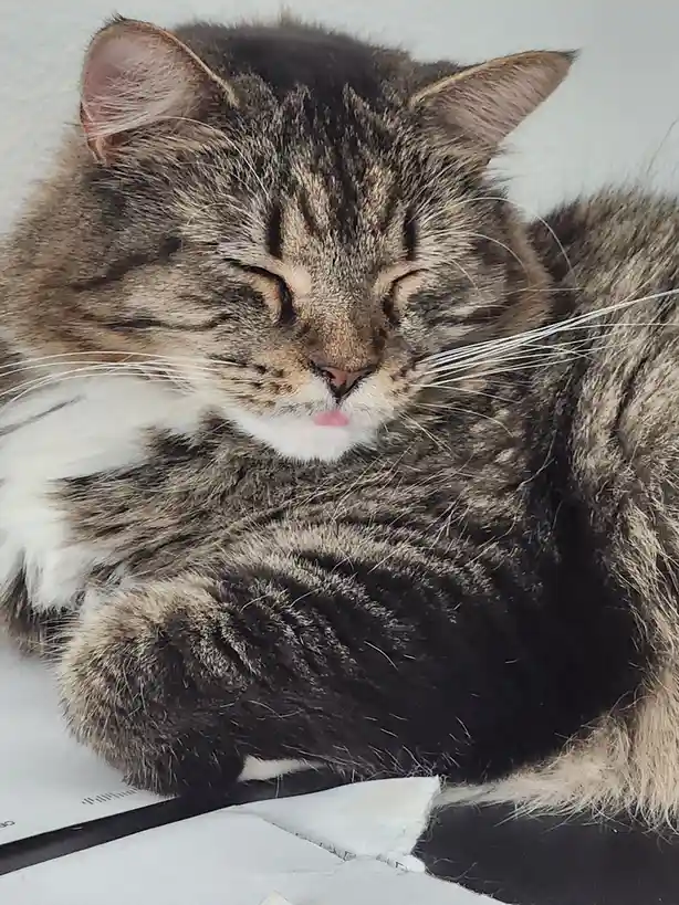 A fluffy tabby cat with a white chest is curled up and sleeping with its eyes closed, its pink tongue slightly sticking out…