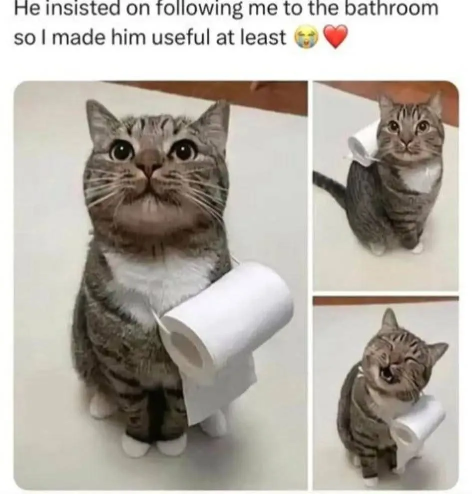 A tabby cat with a white chest is shown in three panels holding a toilet paper roll. In the first panel, the cat looks up…