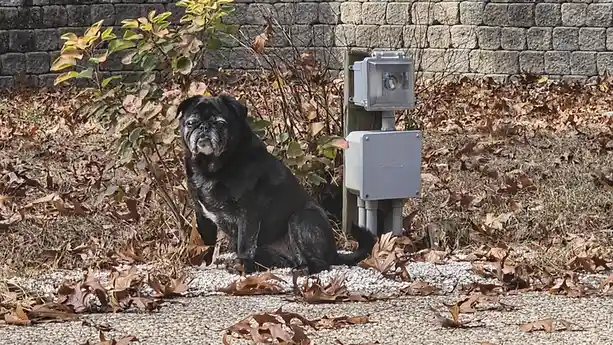 A black pug with a grumpy expression sits on a gravel path next to a gray outdoor electrical box and a small security camera…