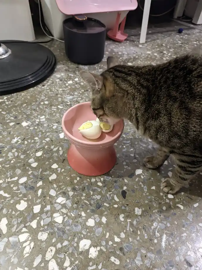 A tabby cat is seen from the side, leaning over a small pink pedestal bowl on a speckled terrazzo floor, actively eating a…
