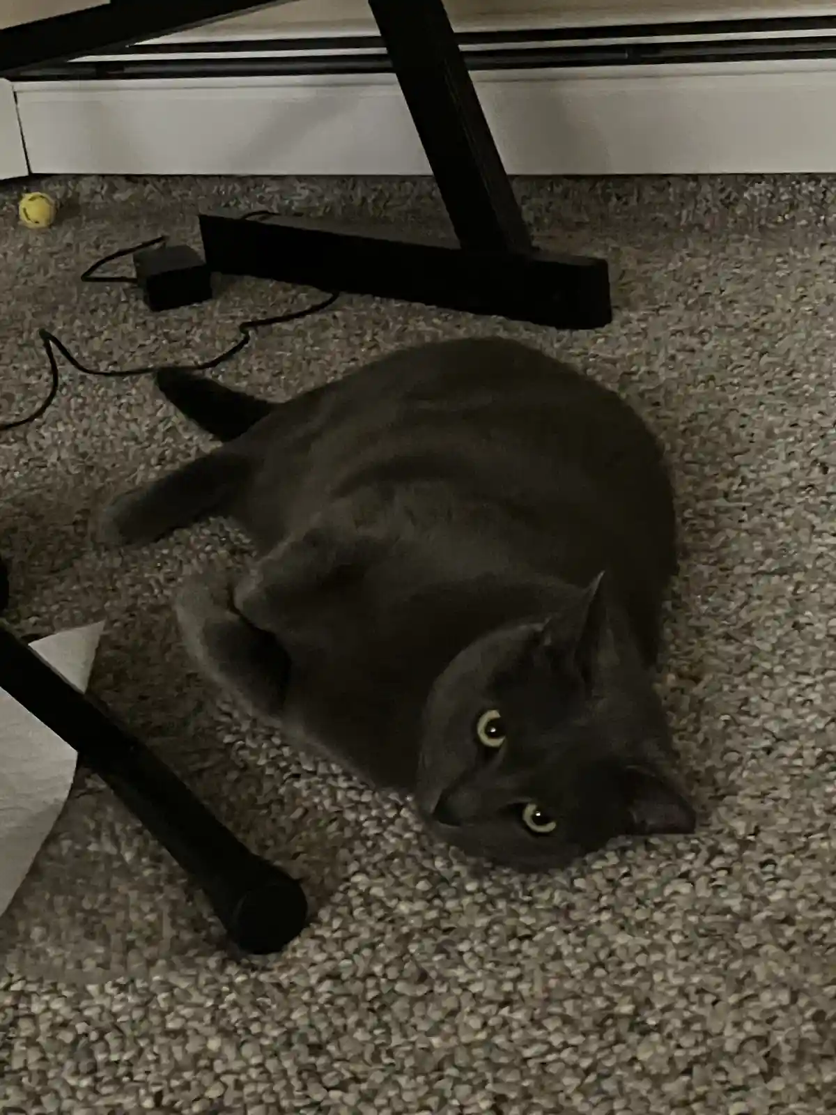 A gray cat lies on its back on a textured carpet, looking up with wide, yellow eyes, surrounded by black furniture legs and…