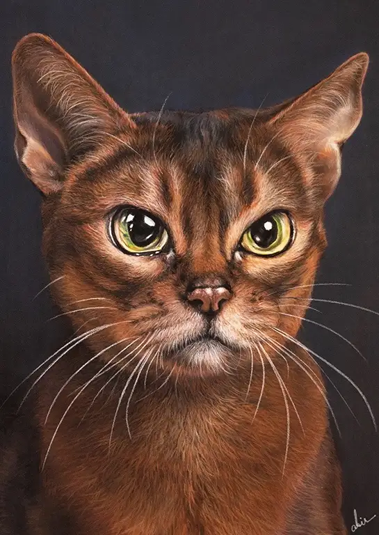 A detailed portrait of a brown Abyssinian cat with large, expressive green eyes and prominent white whiskers, staring…