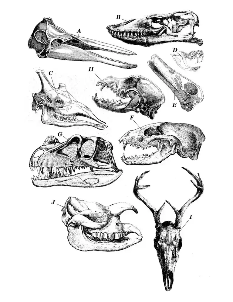 An old-fashioned black-and-white scientific illustration displays ten labeled animal skulls, including a deer skull labeled…