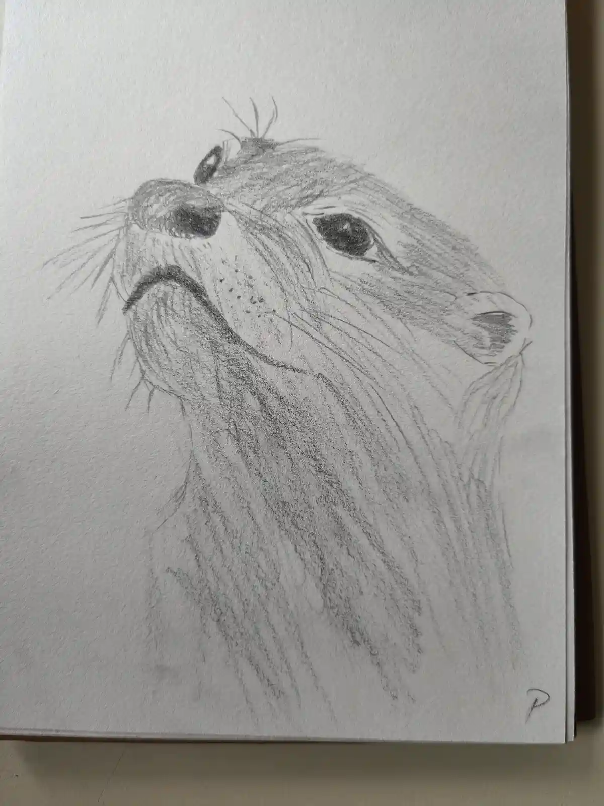 A pencil sketch of a lion's head and upper torso, drawn on textured white paper, with the lion's mouth slightly open and…