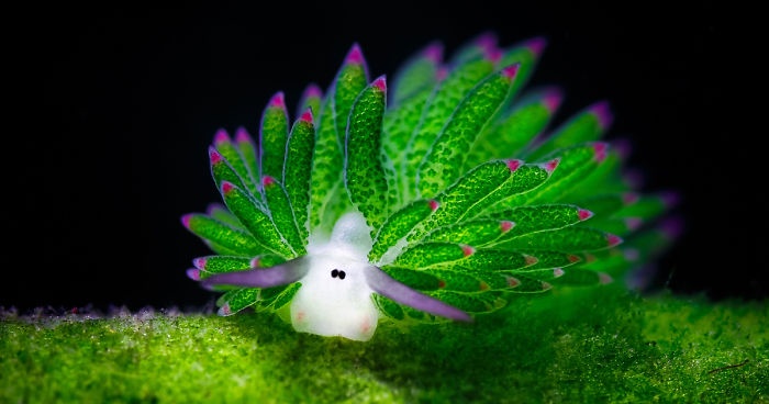 A vibrant green sea slug with purple-tipped appendages and two black eyes sits on a mossy green surface against a black…