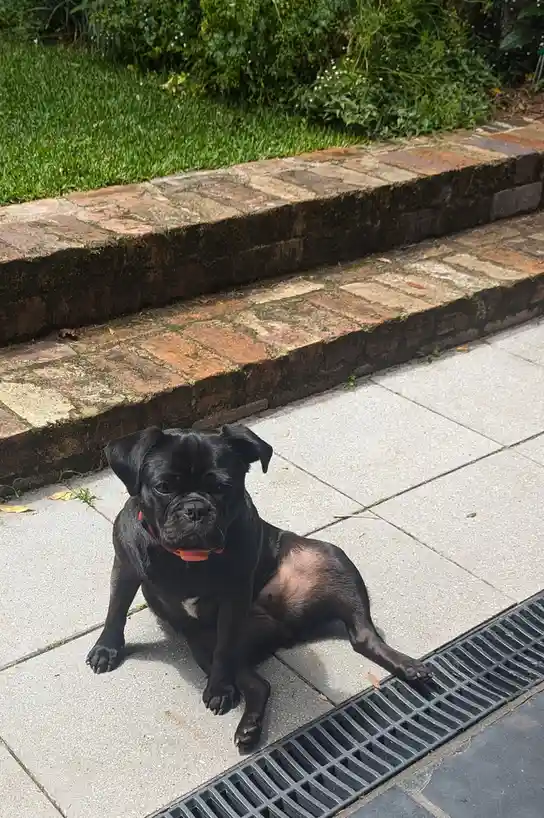 A black pug with a red collar sits on a concrete sidewalk next to a brick step and a black drainage grate, looking directly…