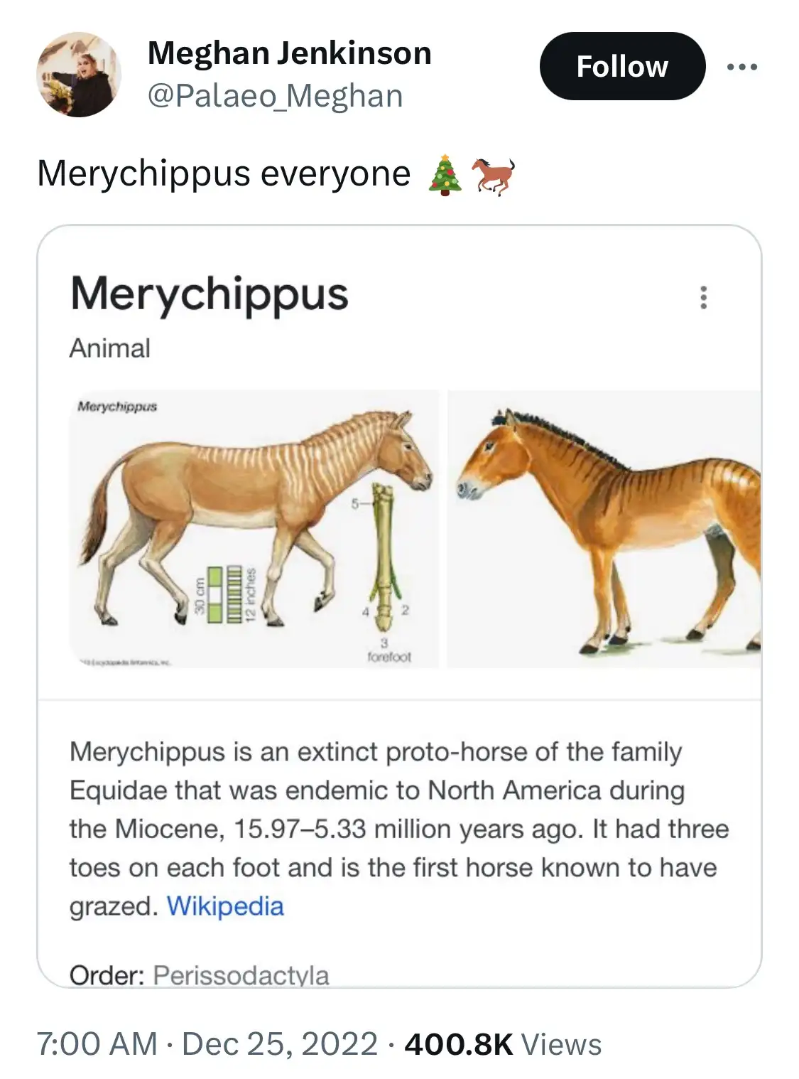 A screenshot of a Twitter post by Meghan Jenkinson showing a Wikipedia entry for 'Merychippus,' an extinct proto-horse. The…