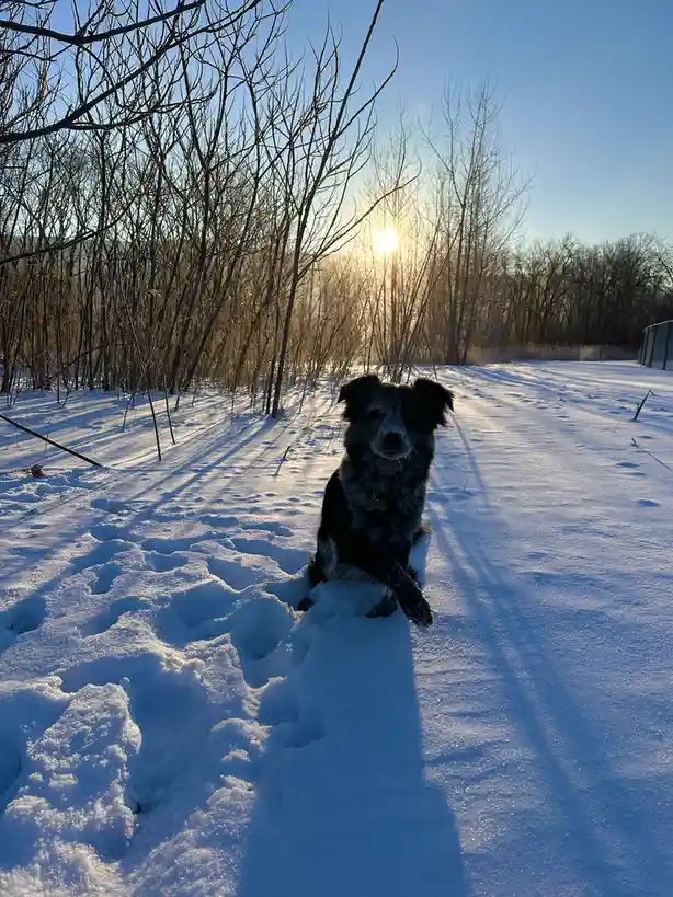 A black and grey dog sits in deep snow with bare trees and a bright sun behind it, looking directly at the camera. The…