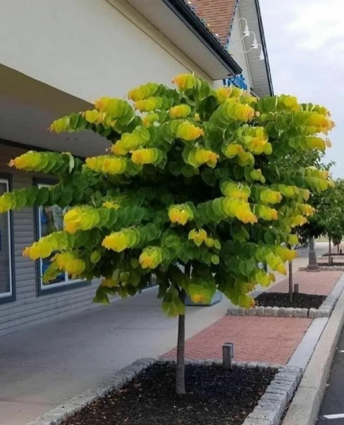 a tree with bright yellow-green leaves stands in a landscaped planter in front of a building, its foliage appearing…