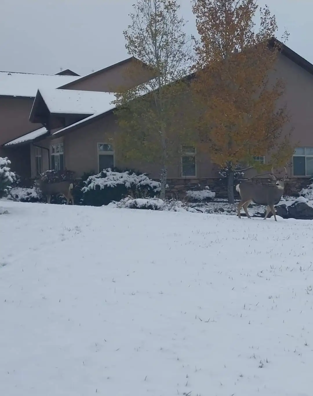 Two deer walk across a snowy yard in front of a house with snow-covered roofs and bushes, surrounded by trees with…