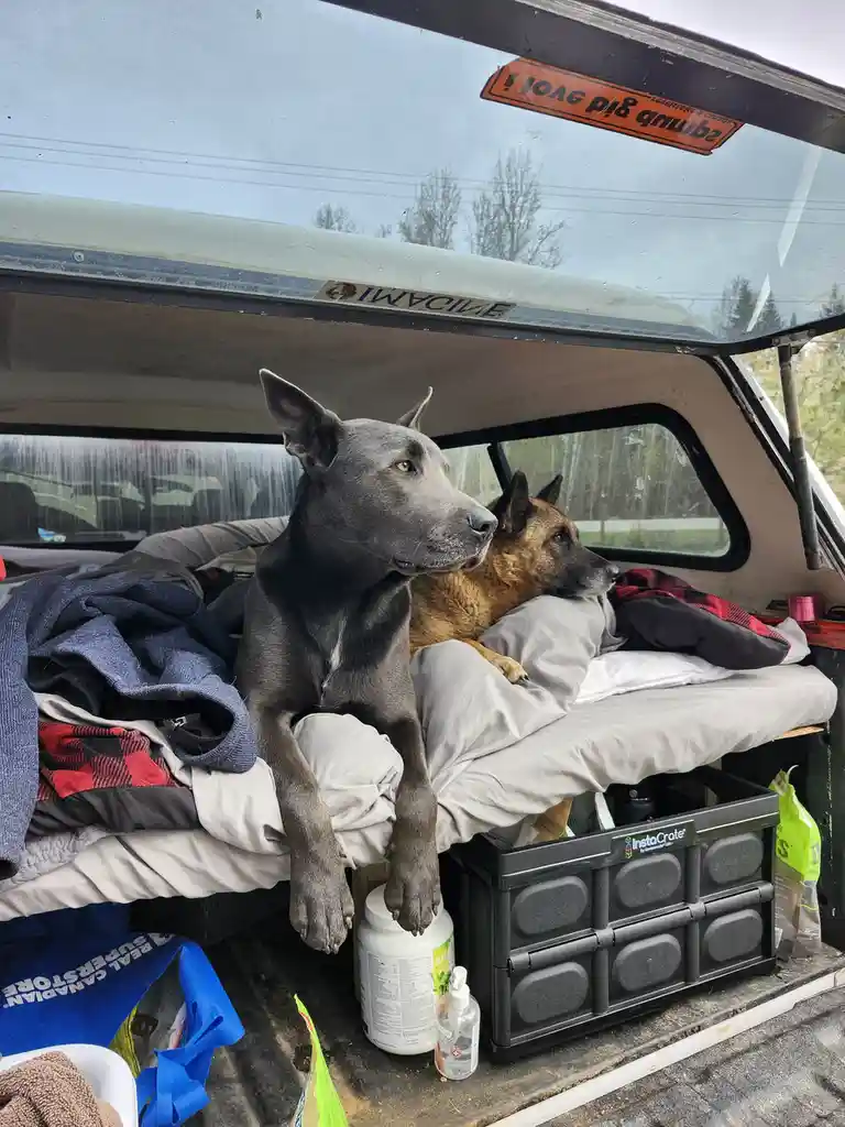 Two dogs, one gray and one tan, sit on a bed in the back of a pickup truck, surrounded by blankets and gear. The gray dog in…