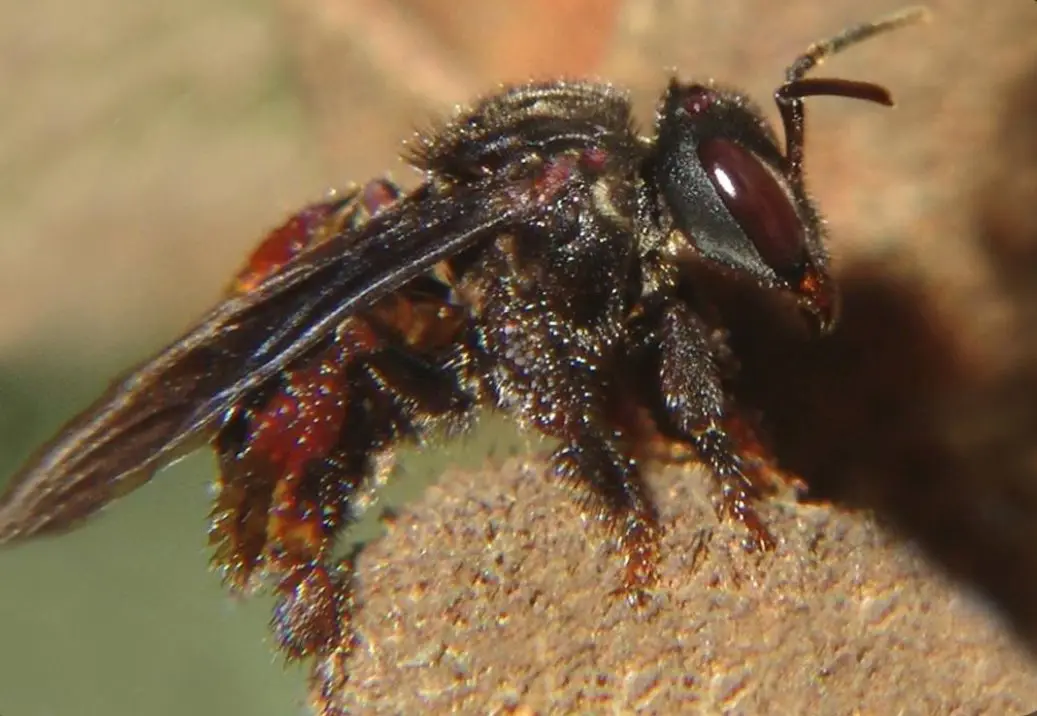 A close-up photo of a dark, fuzzy insect with large red eyes and reddish-brown body segments, perched on a rough, textured…