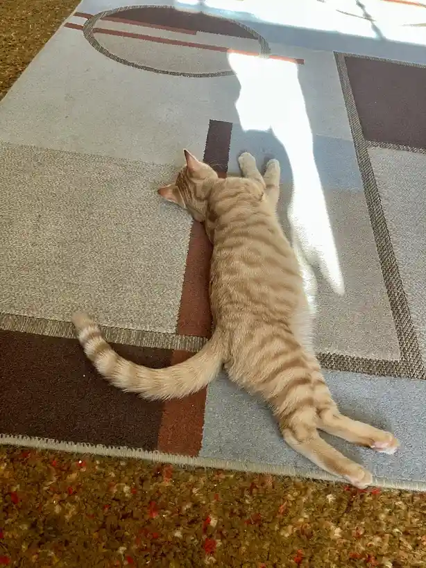 An orange tabby cat is lying on its back on a patterned rug, paws up, soaking in sunlight streaming through a window. The…