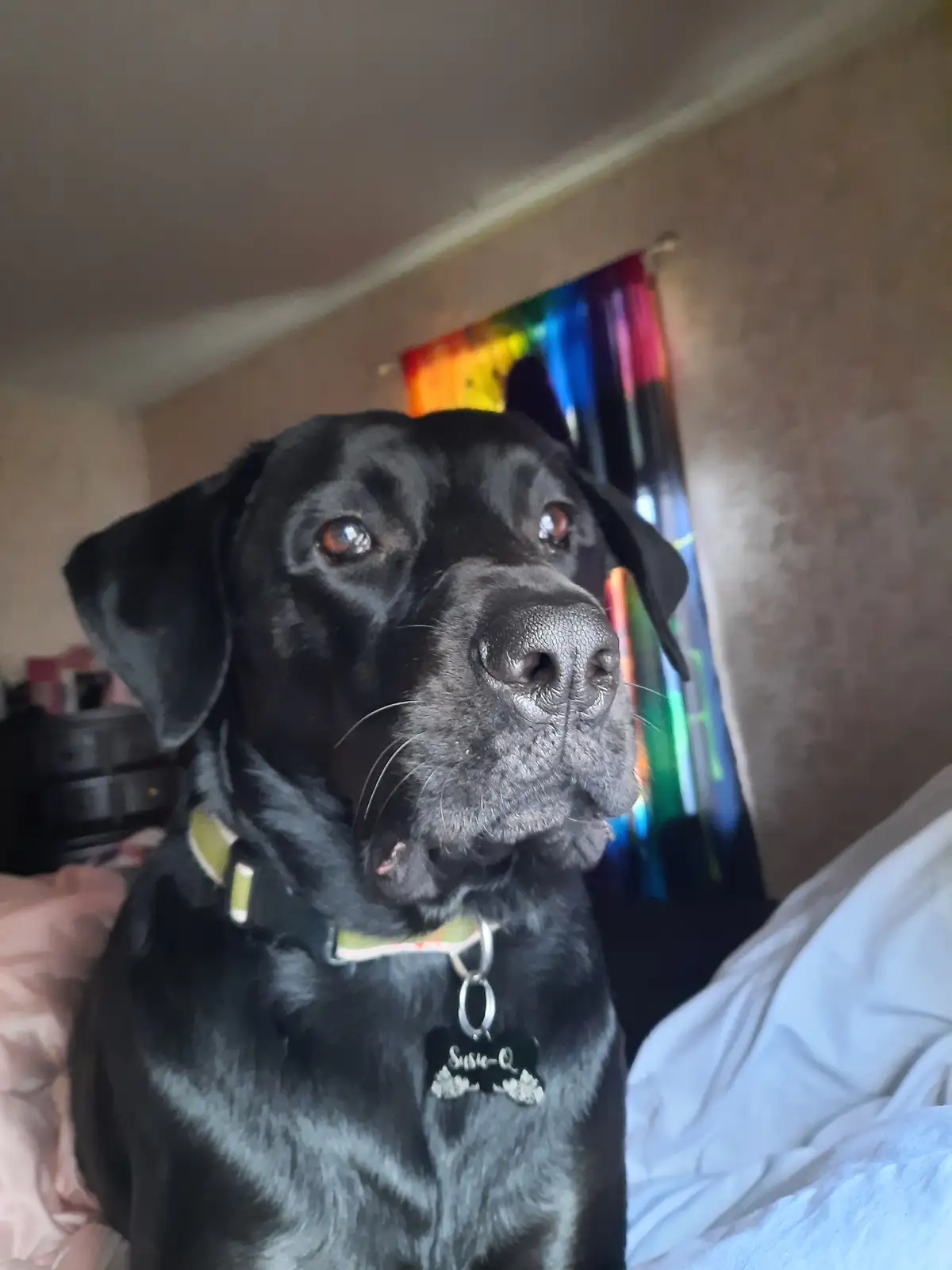 A close-up photo of a black Labrador dog with a green collar and a bone-shaped tag that reads 'Susie Q', sitting on a bed…